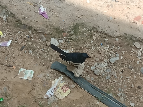 Oriental Magpie-Robin