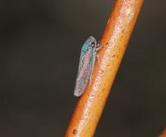Graphocephala uhleri