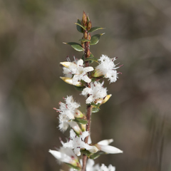 Styphelia exarrhena