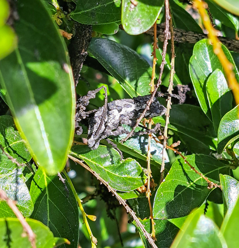 Eastern Cape Dwarf Chameleon