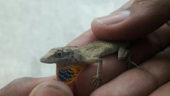 Anolis sericeus