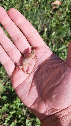 Tropical House Gecko