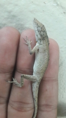 Anolis sericeus