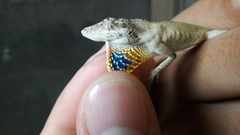 Anolis sericeus