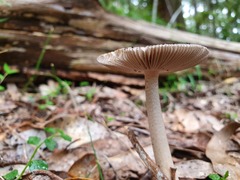 Amanita cheelii
