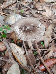 Amanita cheelii