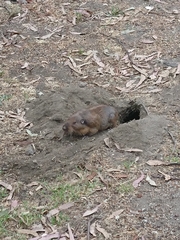 Cratogeomys merriami