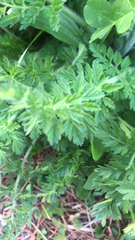 Torilis nodosa