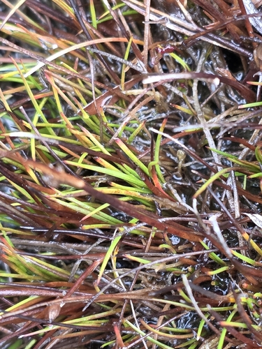 Oreobolus strictus observed 2026-07-06