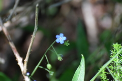 Omphalodes nitida, photograph (c) Jose Castro, some rights reserved (CC BY)