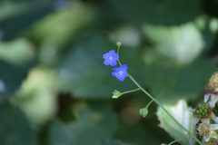 Omphalodes nitida