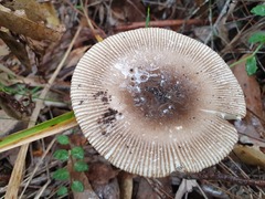 Amanita cheelii