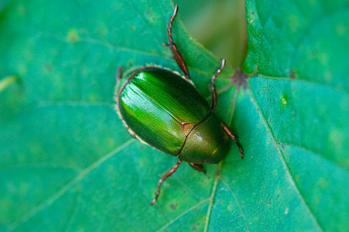 Anomala albopilosa albopilosa