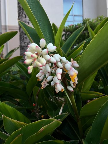Alpinia zerumbet observed 2026-07-07