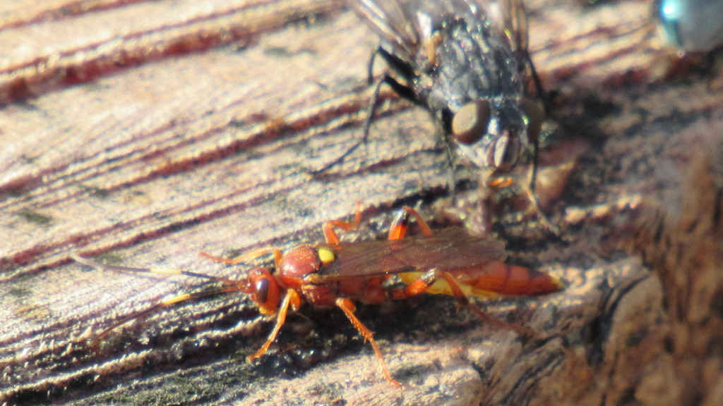 Ectopimorpha