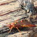 Ectopimorpha wilsoni - Photo (c) Erik Attaway, some rights reserved (CC BY-NC), uploaded by Erik Attaway