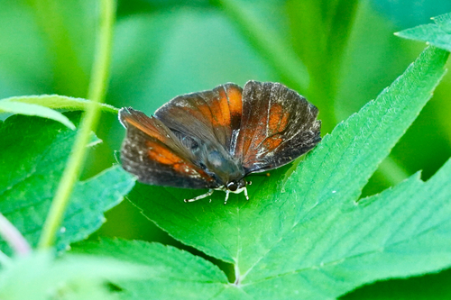 Curetis acuta paracuta
