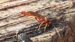 Ectopimorpha wilsoni