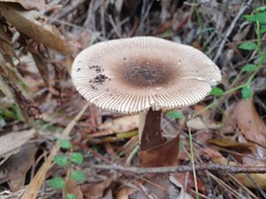 Amanita cheelii