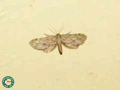 Scopula latitans