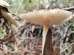 Amanita cheelii