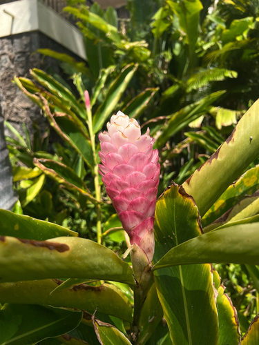 Alpinia purpurata observed 2026-07-07