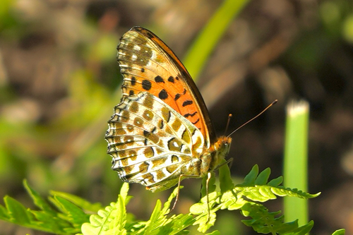 Chinese Tropical Fritillary