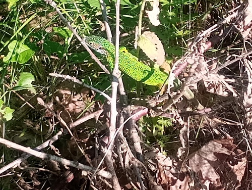 Green Lizard