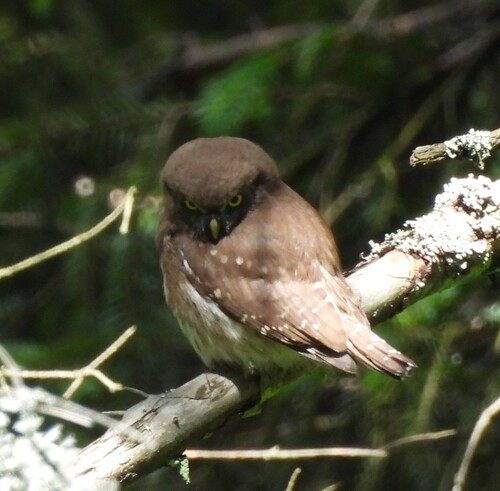 Eurasian Pygmy-Owl