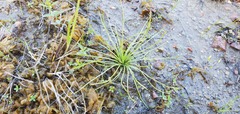 Isoetes melanopoda
