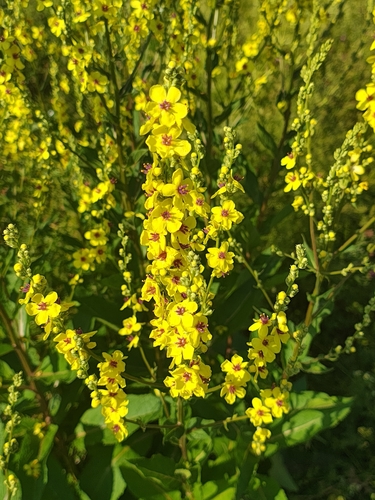 Nettle-leaf mullein (Verbascum chaixii)