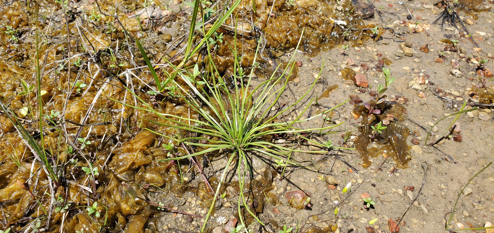 Isoetes melanopoda ssp. melanopoda
