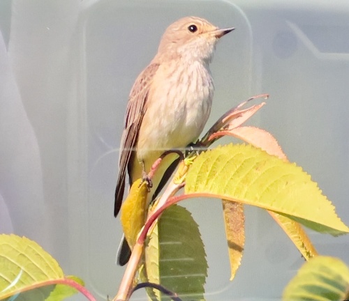 Spotted Flycatcher