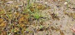 Isoetes melanopoda
