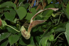 Aristolochia esperanzae