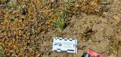 Isoetes melanopoda