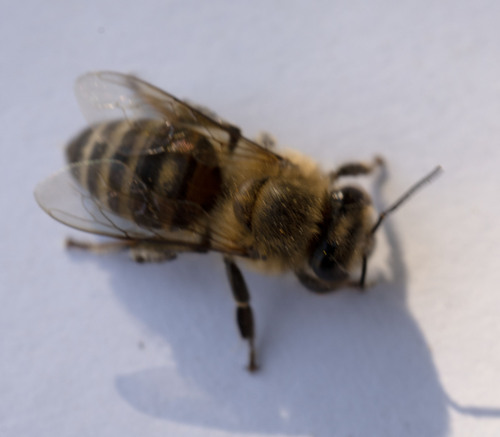 Cape Honey Bee