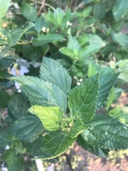Lantana × hybrida