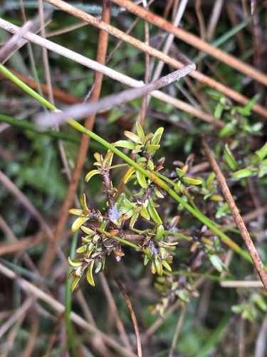 Coprosma cheesemanii, photograph 6