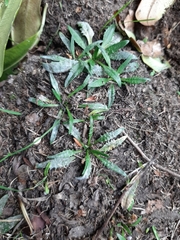 Plantago triandra