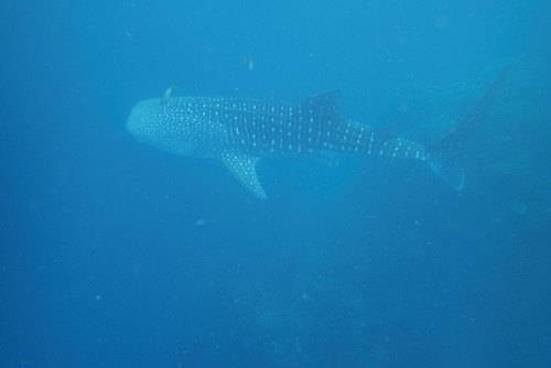 Whale Shark