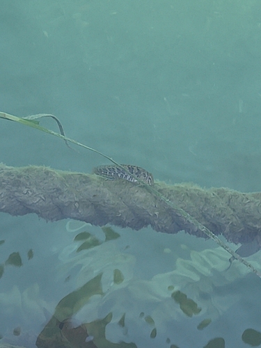 Rusty Blenny