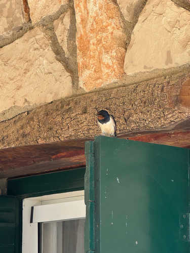 Barn Swallow