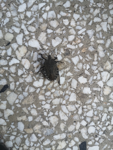 Mediterranean Spiny Stink Bug
