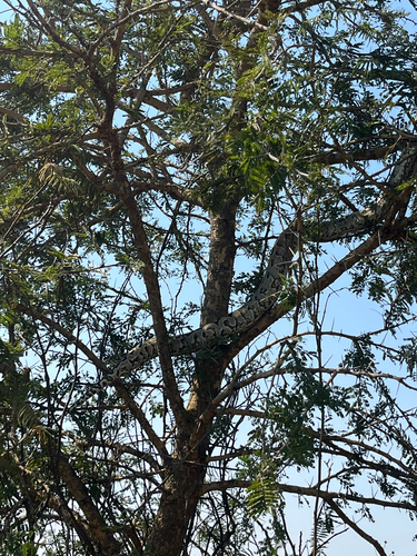 Southern African Python