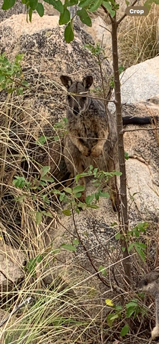 Allied Rock Wallaby