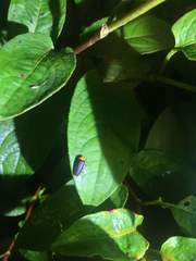 Abscondita cerata