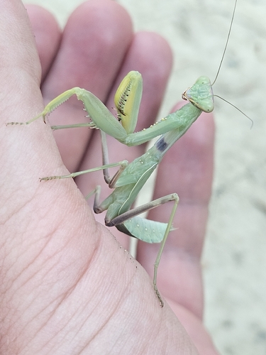 Transcaucasian Giant Mantis