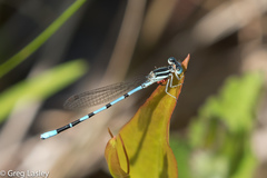 Argia bipunctulata