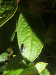 Abscondita cerata